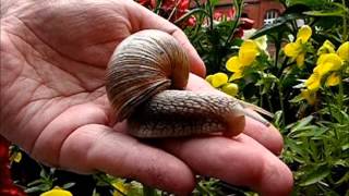 Süße Weinbergschnecke Helix pomatia  Big Snail [upl. by Kristy]