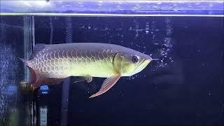 Blue Base Cross Back Arowana fish 11 Month updates [upl. by Scrivenor]