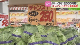 マチ中華も苦悩…白菜・キャベツが高い！スーパーでも嘆息あちこち 平年並みに戻るのはいつ？ [upl. by Adahsar]