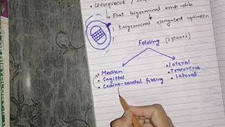 Embryonic folding median plane folding [upl. by Ahsenauj]