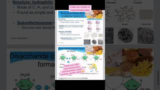 Macromolecules biological molecules Biology Microbiology prenursing [upl. by Ainsworth]