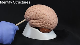 Quiz on Brain Structures [upl. by Pell]