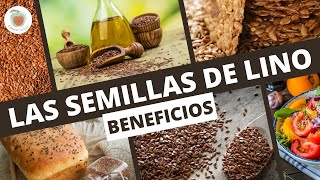 LAS SEMILLAS DE LINO Beneficios de LOS LIGNANOS [upl. by Gonroff49]