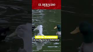 LLEGAN CIENTOS DE AVES MIGRATORIAS AL PARQUE CENTRAL EN CIUDAD JUÁREZ curiosidades video reels [upl. by Rebliw573]