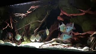 metynnis fasciatus and cichlids in 200 gal tank [upl. by Sinnel]