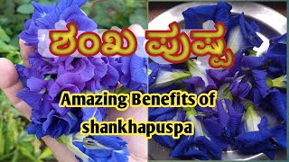 ಶಂಖಪುಷ್ಪ ಹೂವು ಉಪಯೋಗಗಳು  Amazing Benefits of shankha puspa flower Health tips [upl. by Buzz]