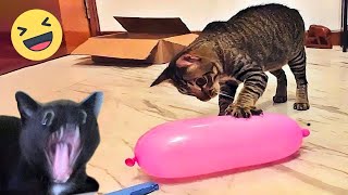 Funniest Dogs And Cats Videos 2024😁You Laugh You Lose🐶 [upl. by Racso]