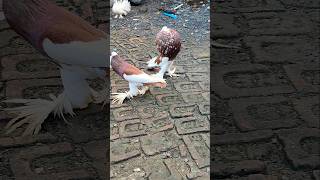 Fancy kabutar Asansol farm short video pigeon [upl. by Novhaj]