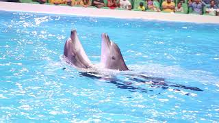 Dubai Dolphinarium Dolphin Show  A Decade of Bringing Fun Joy amp Happiness [upl. by Dion]