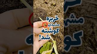 کاشت خربزه مشهدی در آلمان  قسمت ۳ [upl. by Anawek398]