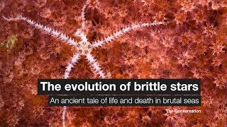 The evolution of brittle stars [upl. by Iemaj]