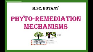 Phytoremediation Mechanisms [upl. by Hilten124]