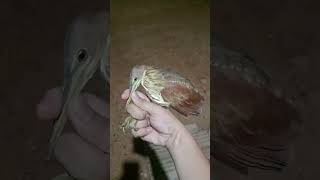 Burung sawah fypシ゚viral shorts [upl. by Rot]