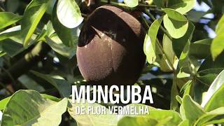 Monguba de Flor Vermelha produzindo no Sitio Frutas Raras [upl. by Chevalier]