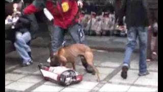 AmPit Bull Terrier  fight to a finish IV part two [upl. by Zildjian]