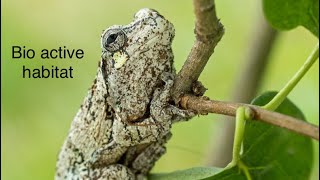 CUSTOM gray tree frog enclosure [upl. by Leanor]