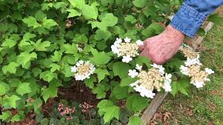 Home Native Landscaping  Viburnum [upl. by Vogel]