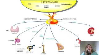 RESUMO HORMÔNIOS HIPOFISÁRIOS ADENOHIPÓFISE [upl. by Ringe273]