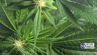 13 Action News Big Story Marijuana Restrictions [upl. by Declan744]