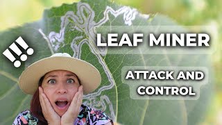 How to Deal With Leaf Miner 6 Ways to Prevent Infestation [upl. by Irual321]