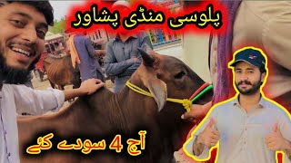 Peshawar Palosi Mandi me 4 soday Rates Updates Maweshi Mandi Pakistan Bakra Mandi 2024 [upl. by Mellar]