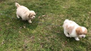 Poochon puppies playing [upl. by Thorrlow578]