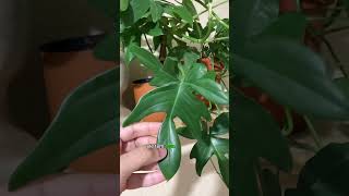 Tour pelos Filodendrosplanta philodendron cultivadas em ambiente interno plantasdeinterior [upl. by Htrap497]