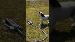 Bernedoodle 🐶 puppy loves the Sprinkler [upl. by Aeuhsoj555]