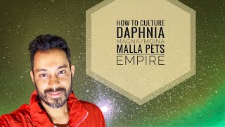 How to culture Daphnia MagnaMoina  Malla Pets Empire [upl. by Atikir470]