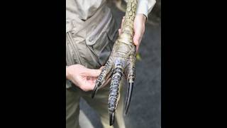 The Deadliest Bird on Earth 😱 shorts cassowary [upl. by Rodl689]