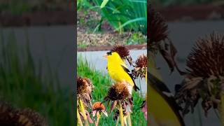 Beautiful Yellow Birds Likes My Flowers seeds [upl. by Ahsyle]