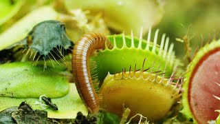 CARNIVOROUS PLANTS EATING BUGS amp INSECTS CAUGHT IN 4K [upl. by Porush]