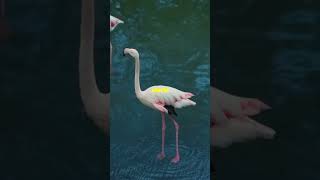 Why Do Flamingos Stand on One Leg [upl. by Elicia]