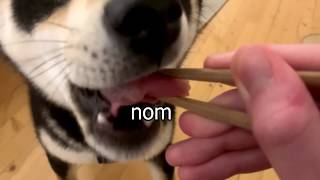 Shiba reviews sushi [upl. by Mariya]