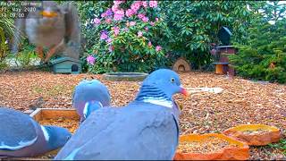 Baby Bird Surprises Wood Pigeon  Recke Germany BWHQ [upl. by Jeramey]