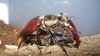 Lucanus cervus cervus  Stag Beetle  Hirschkäfer [upl. by Lerad]