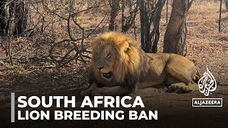 South Africa lion breeders face uncertain future after ban [upl. by Nikaniki]