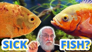 Sick Fish SOS Natural Fish Tank Disease Prevention [upl. by Antoni]