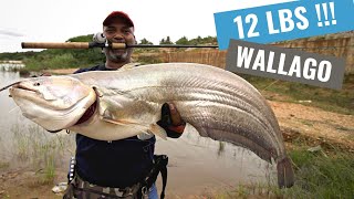 Big Wallago Attu fishing  India 2021 [upl. by Mika538]