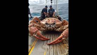 Giant Sea Monsters Caught by Fishermen 🐙🎣GiantSeaCreatures FishingDiscoveries OceanMysteries [upl. by Tolman620]