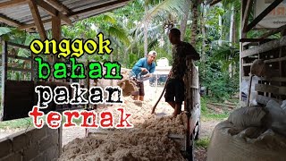 onggok bahan pakan ternak [upl. by Delamare634]