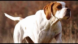 3 English pointer training 8 Month Old [upl. by Ivz]