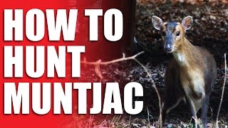 How to Hunt Muntjac [upl. by Herrah725]