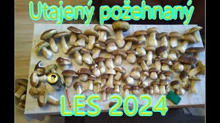 Utajený požehnaný LES 2024 [upl. by Melodie]