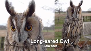 Owl  Longeared Owl Bird Call and Pictures for Teaching BIRDSONG [upl. by Yesoj]