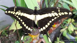 Butterfly Heraclides thoas [upl. by Mccourt986]