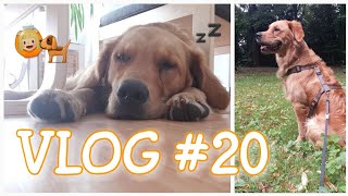 VLOG 20  Infos Gequassel und so [upl. by Queston]