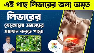 লিভারের যেকোন সমস্যার সমাধান করতে পারে এই গাছটি । A magical plant for any type of liver problem [upl. by Suivatal464]