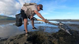 Clamming Basics with ODFW Gaper and Butter Clams [upl. by Biddy]