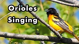 What Does an Oriole Sound Like  Baltimore Oriole Bird Call and Sounds  Sound Effects [upl. by Eelyah]